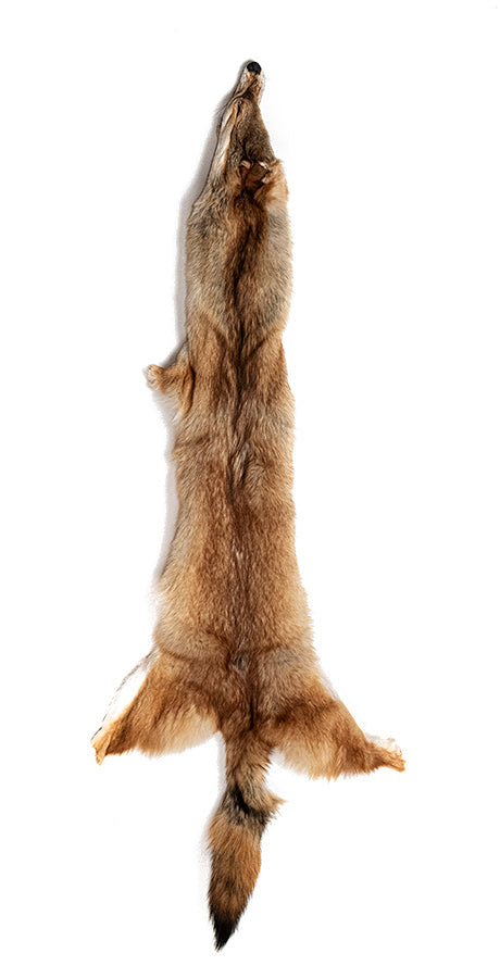 Tanned on sale coyote pelt